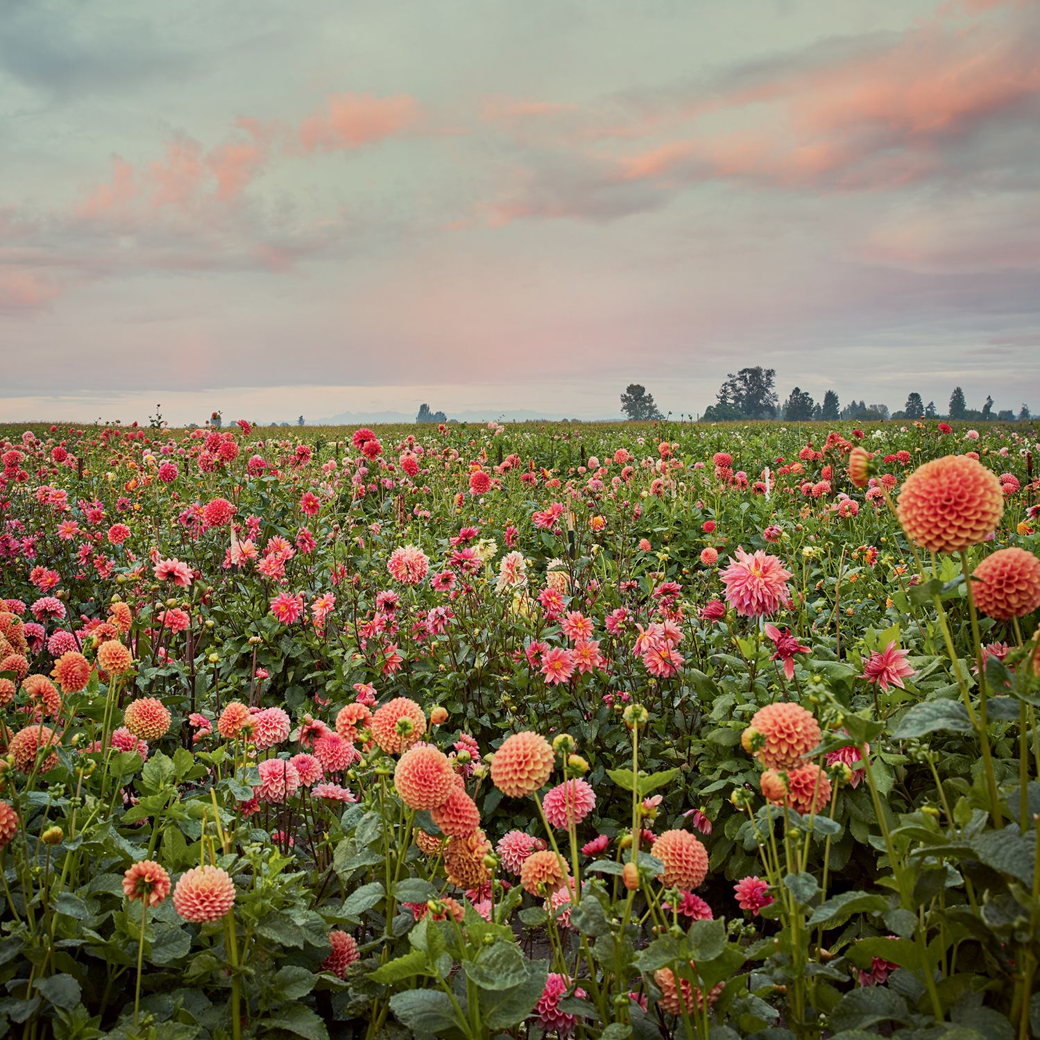 The types of dahlias you need in your garden this year