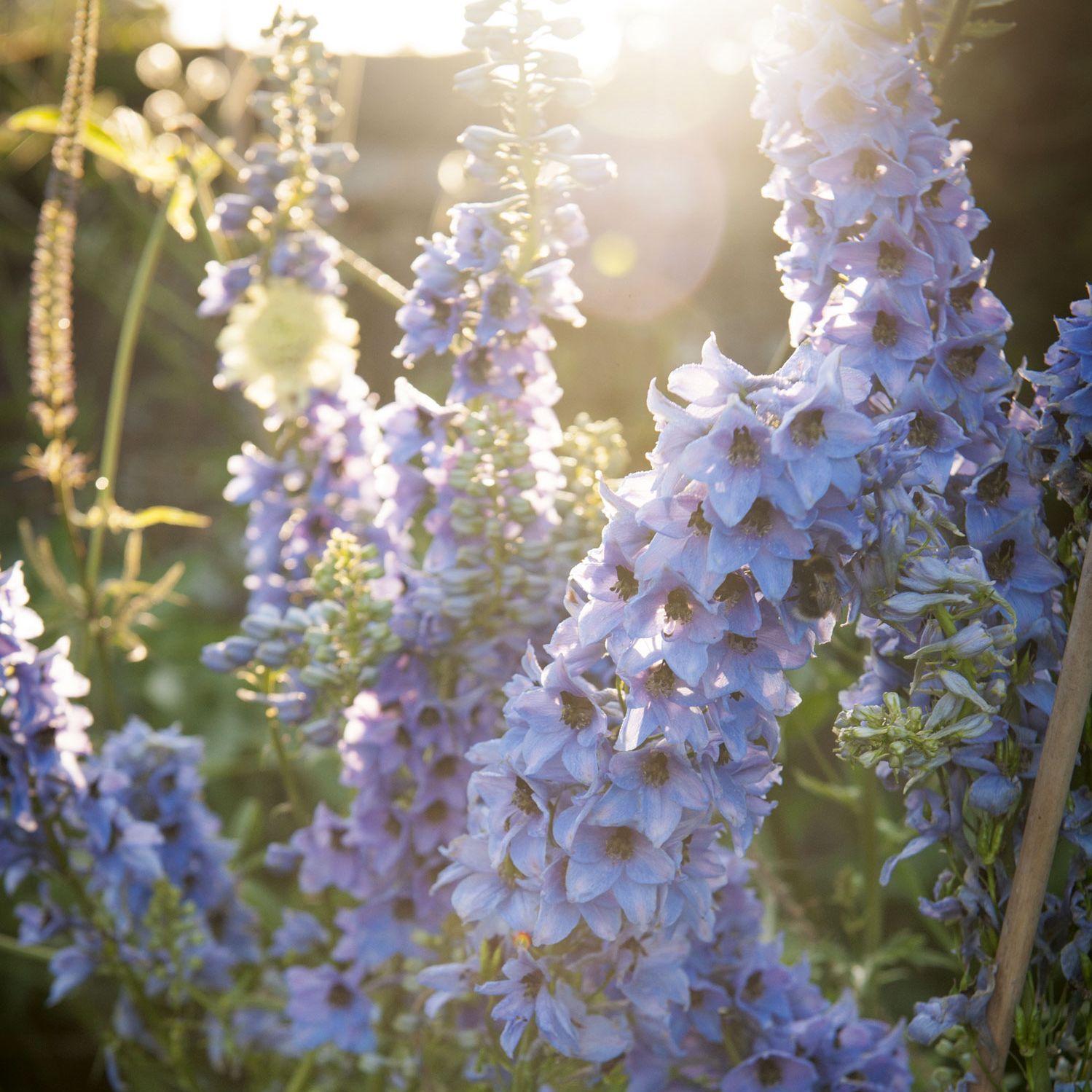 How to grow delphiniums, the kings of the cottage garden