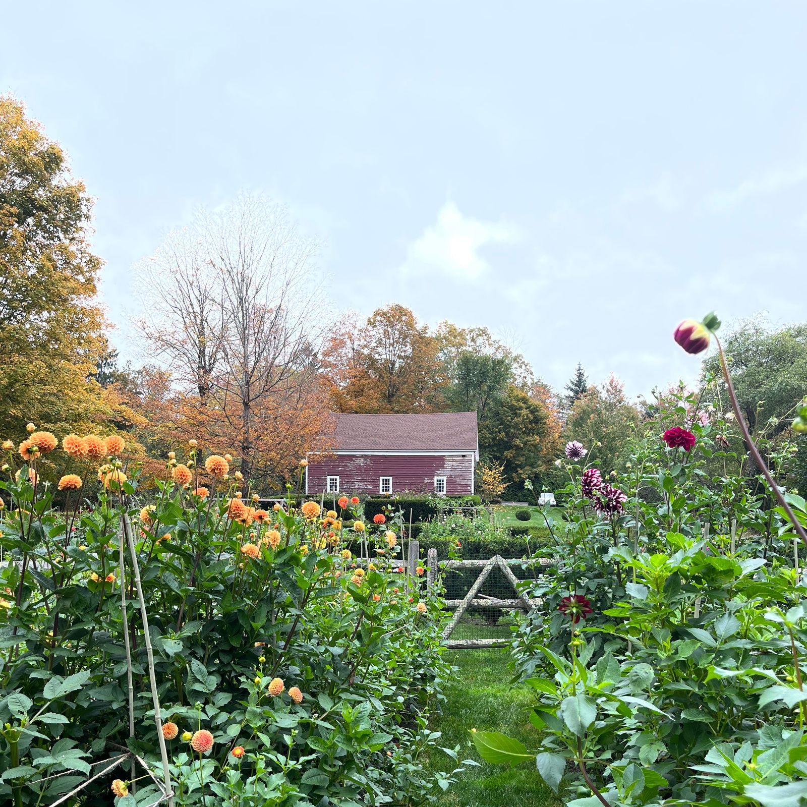 Inside an Englishwoman’s dahlia-filled garden in Connecticut