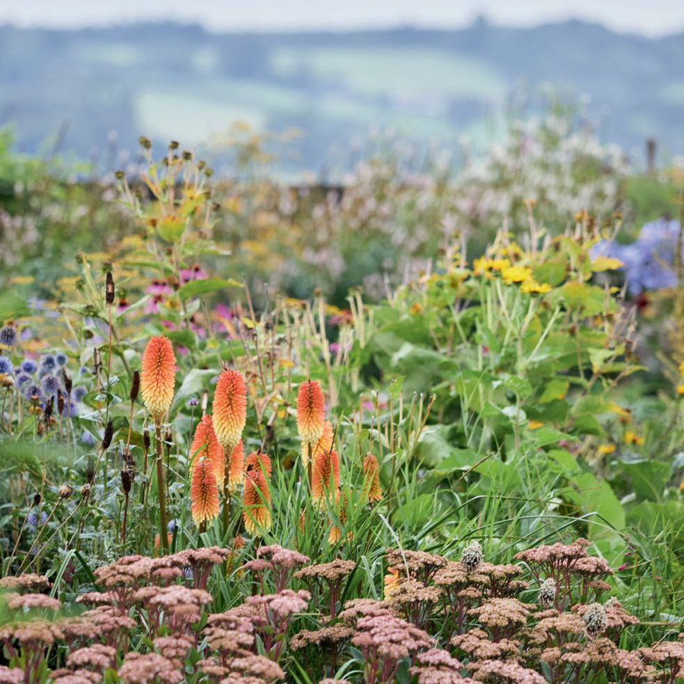 What to plant in August (and other garden tasks for the month)
